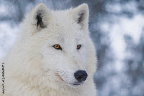 portrait of a white arctic wolf against a background of snowy forest