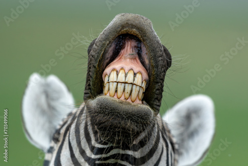 Fotografia Funny close-up portrait of a plains zebra stallion performing a flehmen response