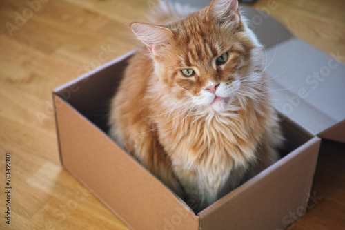Fototapeta Naklejka Na Ścianę i Meble -  A red Maine Coon cat sitting in a cardboard box and looking at the camera. Close up.