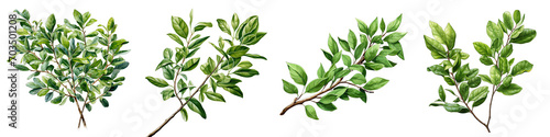 (s): Twig of ligustrum with green leaves Hyperrealistic Highly Detailed Isolated On Transparent Background Png File