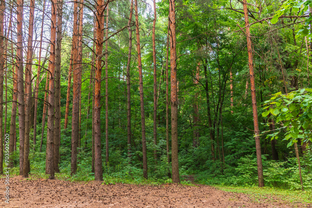 Obraz premium Beautiful summer forest with pine trunks