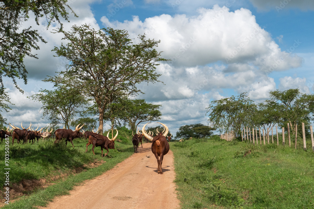 Uganda Ankole Longhorn Rinder gehen an einem Weidzaun entlang
Uganda Ankole Longhorn Rinder gehen an einem Weidzaun entlang