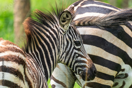 Burchells Zebra Fohlen mit Mutter 