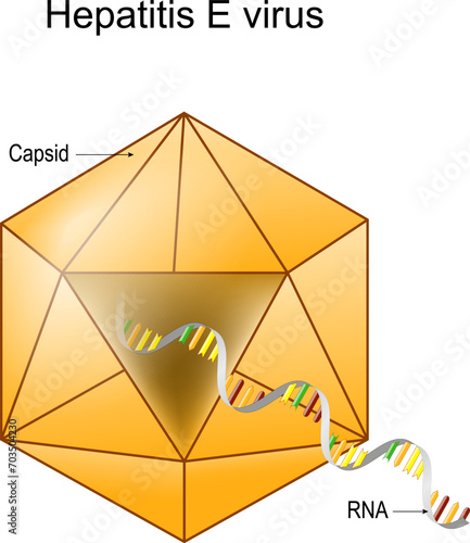 Structure of Hepatitis E virus. Virion anatomy.