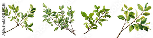 Twig with green leaves Hyperrealistic Highly Detailed Isolated On Transparent Background Png File