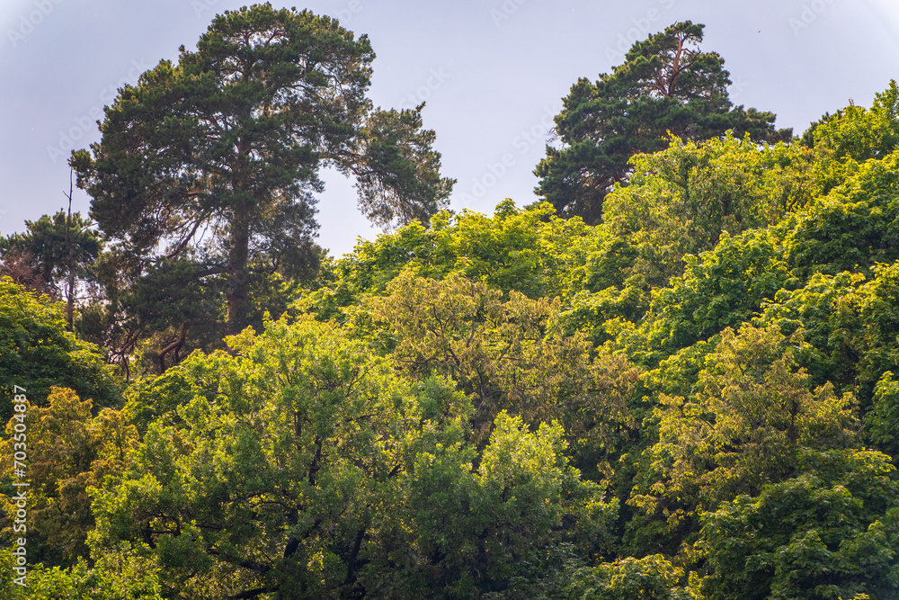Thick green forest on the hillside. Thick green forest on the hillside.