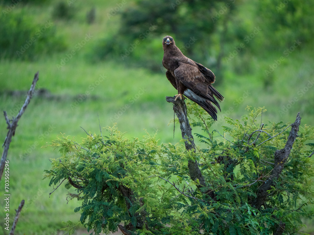 Fototapeta premium Aigle brun dans la nature fixant l'objectif