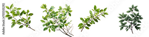 Twigs with green leaves Hyperrealistic Highly Detailed Isolated On Transparent Background Png File