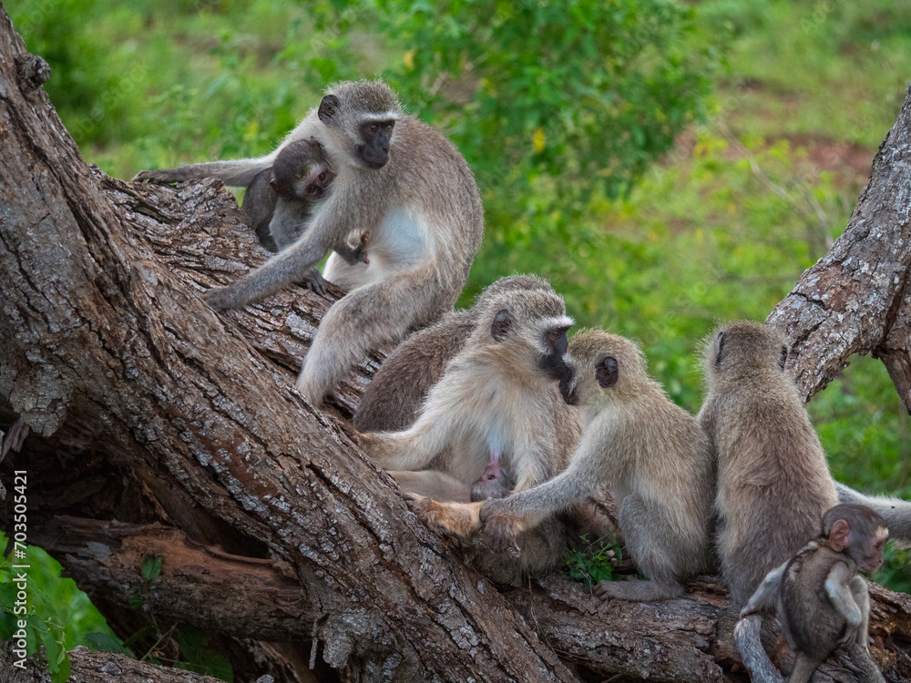 Obraz premium Famille de singe Grivet composée d'adulte et de bébé en Afrique du Sud 