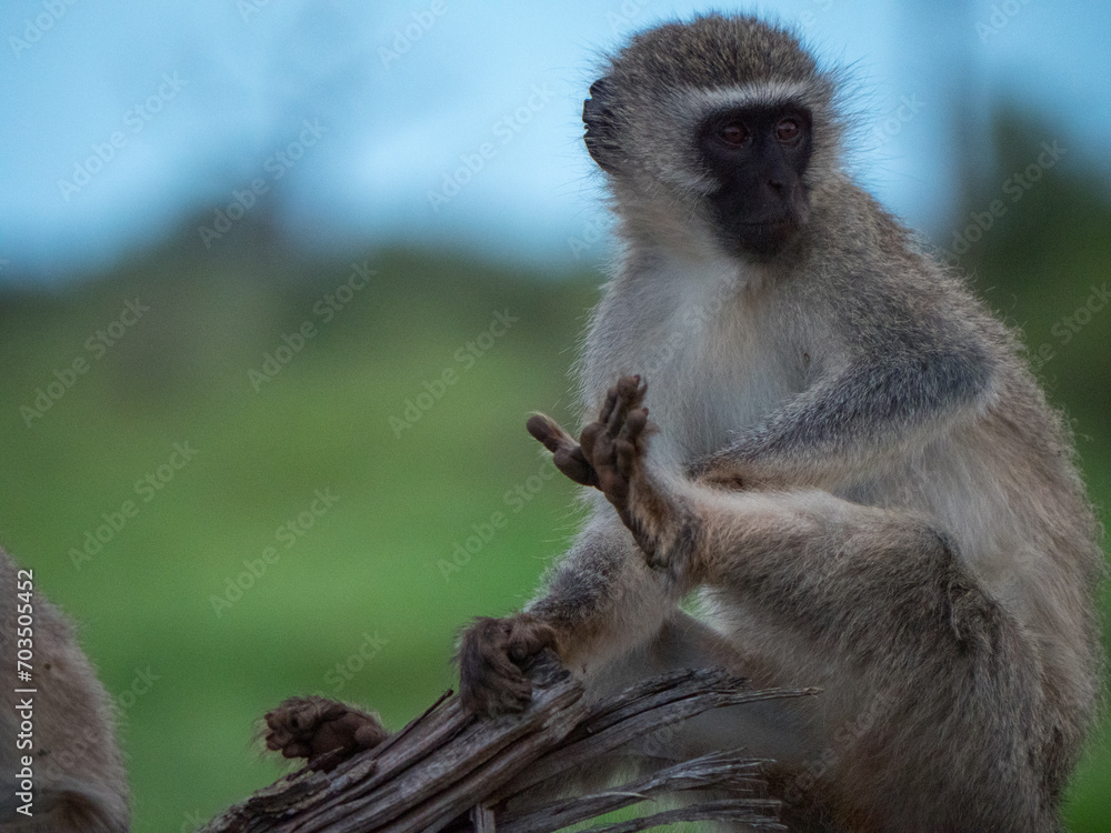 Fototapeta premium Grivet adulte assit sur un arbre levant son pied et regardant vers la droite 