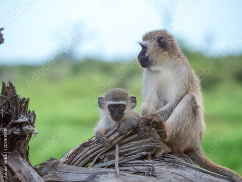 Une femelle grivet et son petit bébé singe sur le tronc d'un arbre photo