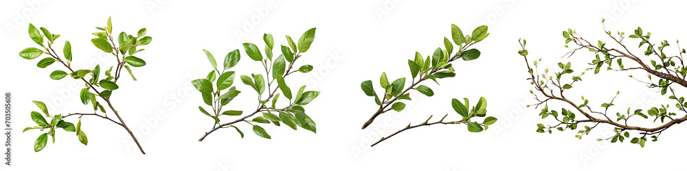 Twigs with small green leaves Hyperrealistic Highly Detailed Isolated On Transparent Background Png File