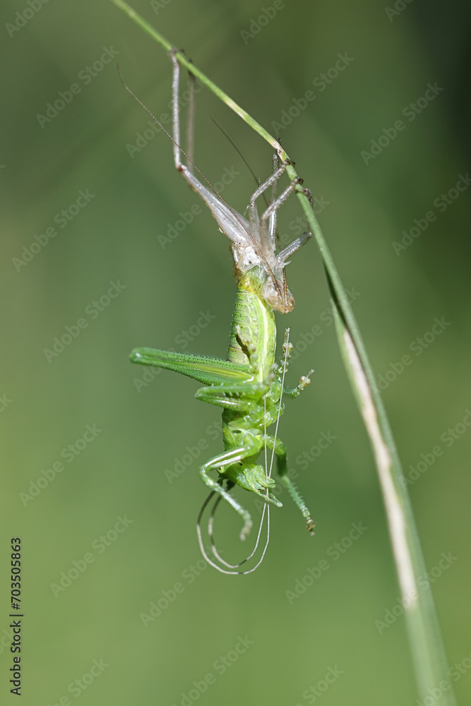 Great green bush-cricket, Tettigonia viridissima, shedding nymphal skin Great green bush-cricket, Tettigonia viridissima, shedding nymphal skin