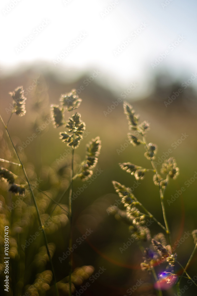 Dactylis, cock's foot grass abstract wallpaper background, nature plants with blurred background