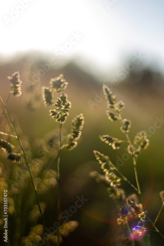 Dactylis  cock s foot grass abstract wallpaper background  nature plants with blurred background
