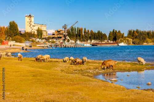 flock of sheep grazing on shore of lake in front of old shipyard at sunny autumn afternoon, telephoto view with selective focus. photo