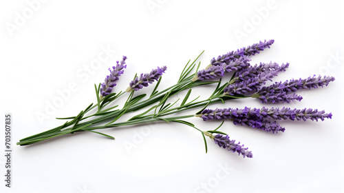 A sprig of lavender flower isolated on a white background