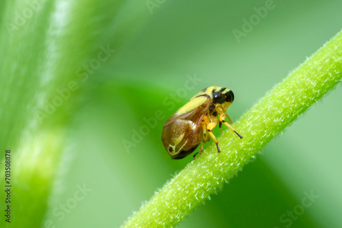 Selective focus on a dogwood spittlebug, Clastoptera Proteus