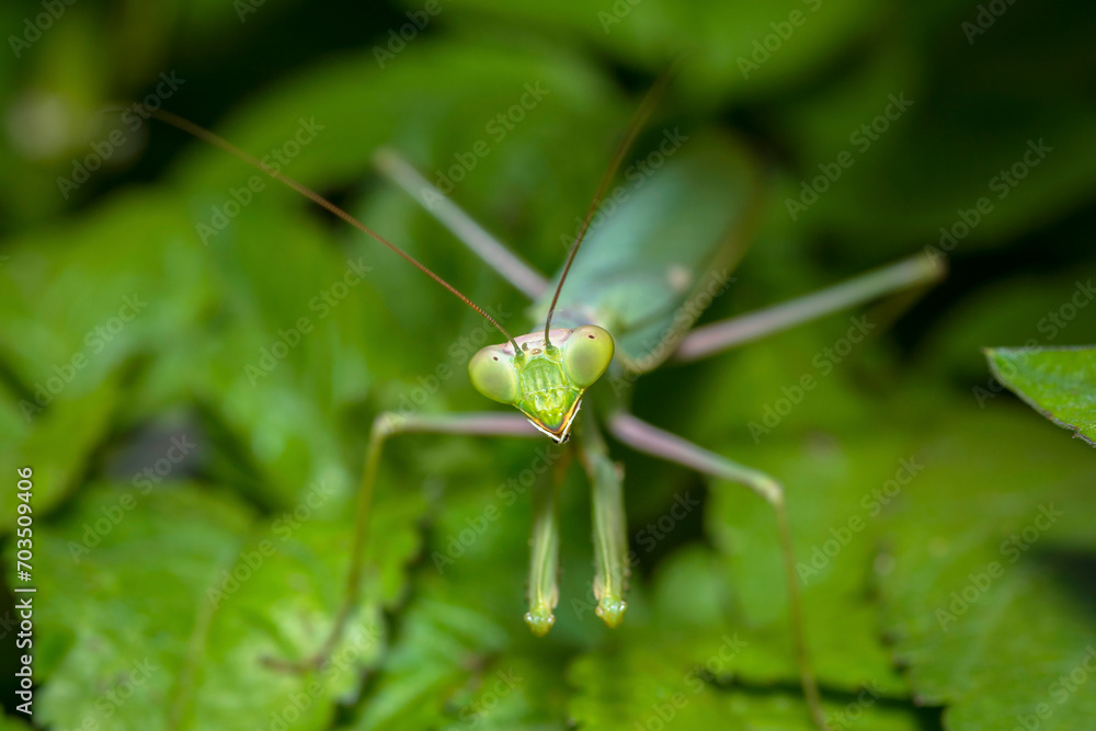 Selective focus on a green Giant African mantis, Sphodromantis Viridis Selective focus on a green Giant African mantis, Sphodromantis Viridis
