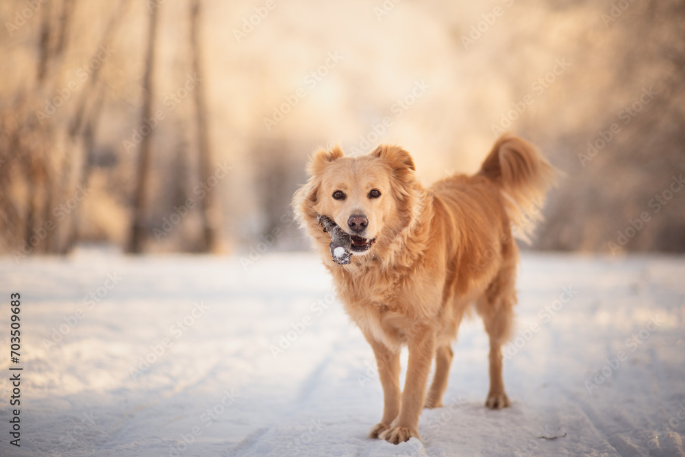 golden retriever type mixed breed dog holding a stick in her mouth on a snowy field in the forest looking at the camera