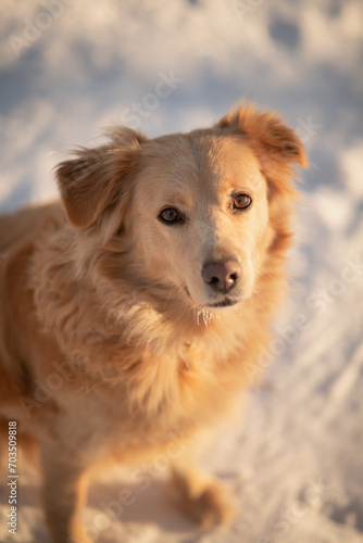 golden retriever type mixed breed dog portrait sitting in the snow
