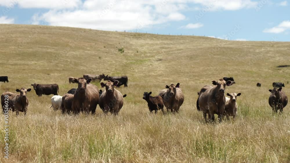 sustainable cows in a dry field eating grass in Australia sustainable cows in a dry field eating grass in Australia