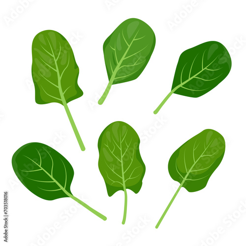Green Spinach leaf set. Spinach leaves. Leafy curly vegetables. Popular culinary element for cooking. Organic food, vegetables and restaurant concept. Vector illustration isolated on white background.