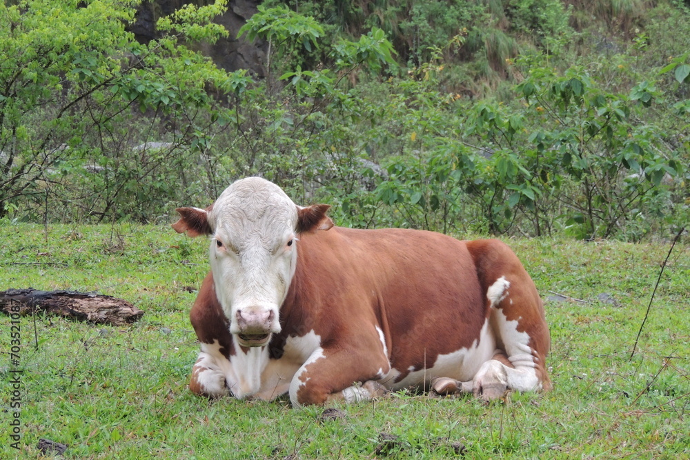 vaca establo vaca establo