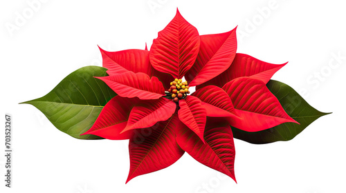 Beautiful poinsettia plant  flower  Xmas  isolated or white background