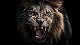 Portrait of a roaring lion with an aggressive look