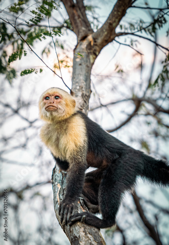 Sticker an incredible white-faced monkey near to the coast