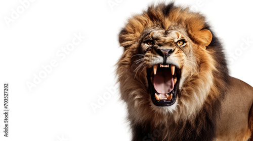 Portrait of a roaring lion with an aggressive look, isolated a transparent background
