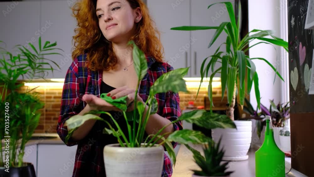 Red-hair woman take care of plants. watering houseplants while standing at room and spraying plant with pure water from spray bottle, millennial female gardener or florist take care of domestic flower Red-hair woman take care of plants. watering houseplants while standing at room and spraying plant with pure water from spray bottle, millennial female gardener or florist take care of domestic flower