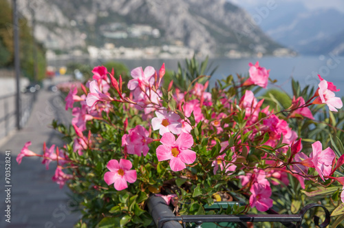 Fototapeta Naklejka Na Ścianę i Meble -  Flowers against the backdrop of mountains in the old town of Limone Sul Garda Italy	