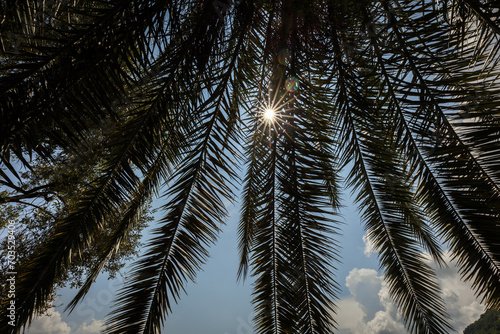 Fotografie Il Sole che batte sopra i rami di una Palma