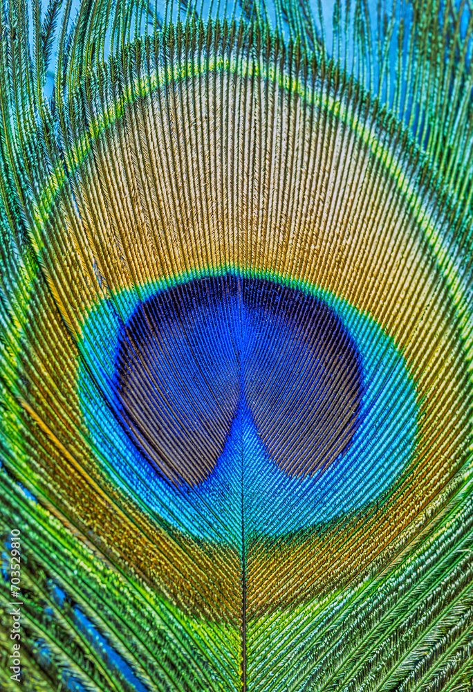 Naklejka premium Closeup of Peacock feather, macro