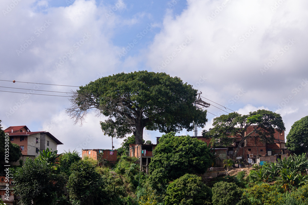 Ceiba tree on top of the San Agustín del Sur neighborhood in Caracas, Venezuela