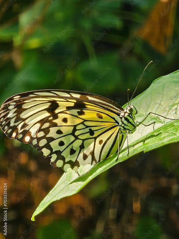 Beautiful black and white butterfly on flower Beautiful black and white butterfly on flower