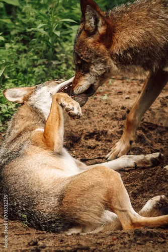 Fototapeta Wilki w lesie