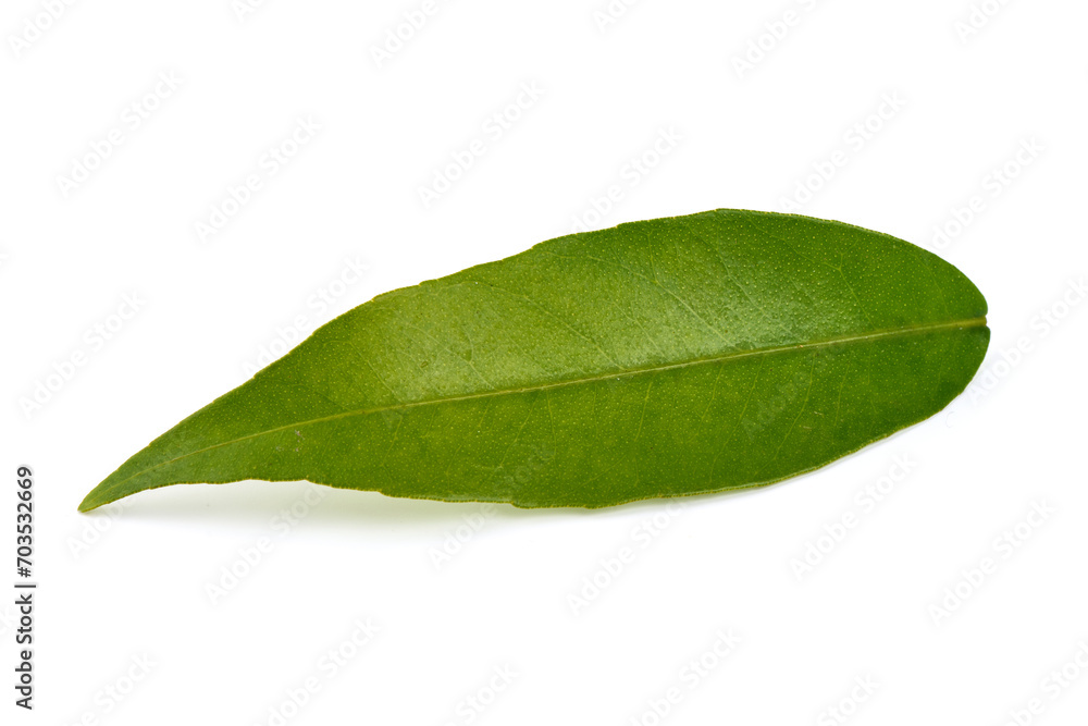 Fototapeta premium Tangerine Green leaves, isolated on white background.