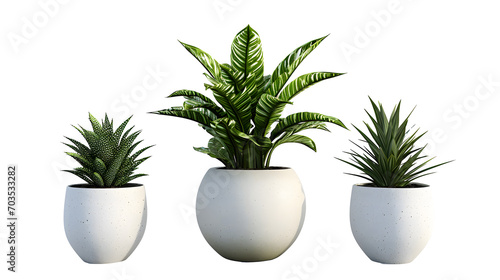 Plant in a pot on white