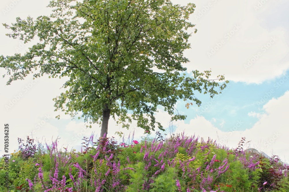 Close-up of wildflowers on a green spring summer meadow. Natural floral landscape field. Flower bloom on a country garden. Blooming flowers in a park Close-up of wildflowers on a green spring summer meadow. Natural floral landscape field. Flower bloom on a country garden. Blooming flowers in a park