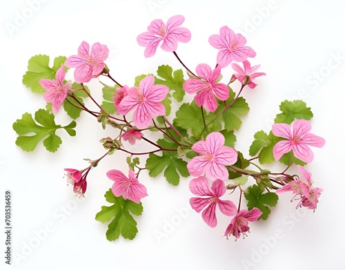 A vibrant display of pink geraniums on a simple white background, with multiple lush green leaves