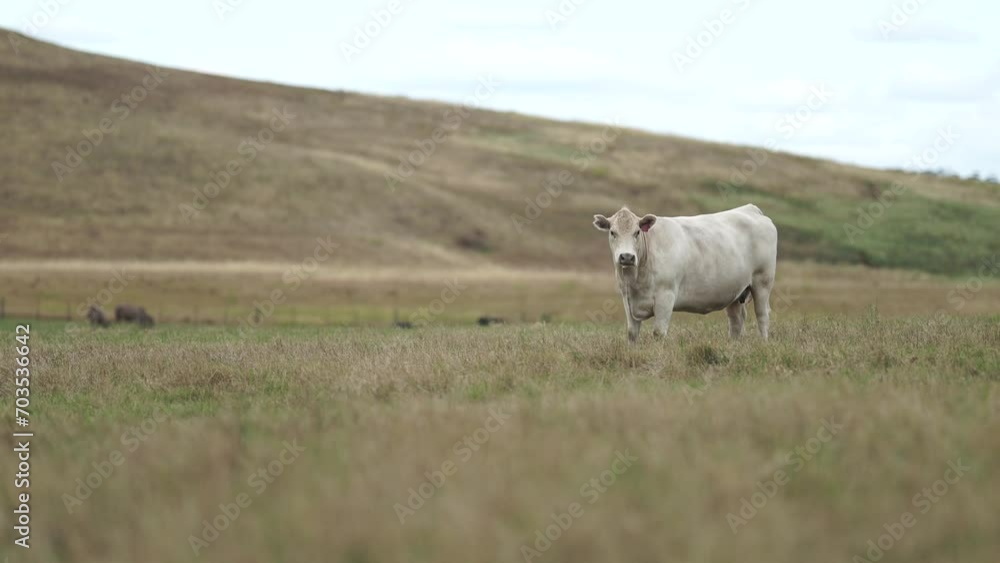 Australia cows in a field grazing on pasture in a dry summer drought. sustainable beef cattle in a agricultural farm. cow farming Australia cows in a field grazing on pasture in a dry summer drought. sustainable beef cattle in a agricultural farm. cow farming