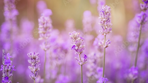 Honey bee on lavender flower in flower bed in garden in summer. Harvesting lavender nectar.