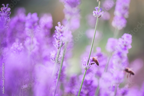 Honey bee in flight over lavender flower in field in summer during flowering and harvest period