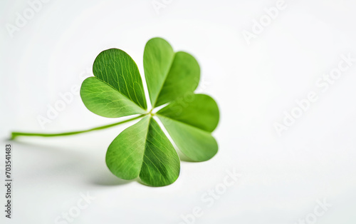 Clover isolated on white background, St. Patrick's Day symbol with copy space
