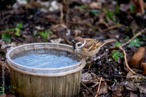 Little cute sparrow drinks water. Birds in the city.