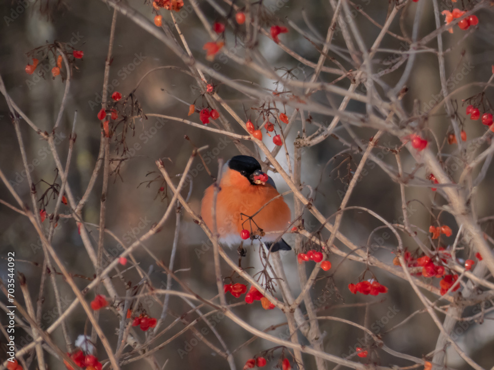 Eurasian bullfinch (Pyrrhula pyrrhula) sitting on branches of guelder rose (Viburnum opulus) and eating red fruits in winter Eurasian bullfinch (Pyrrhula pyrrhula) sitting on branches of guelder rose (Viburnum opulus) and eating red fruits in winter