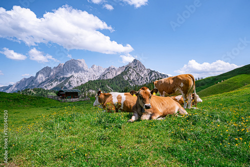 Malerische Almlandschaften - Braunvieh -Kühe mit Glocke auf einer grünen Alm vor Gebirgspanorama.